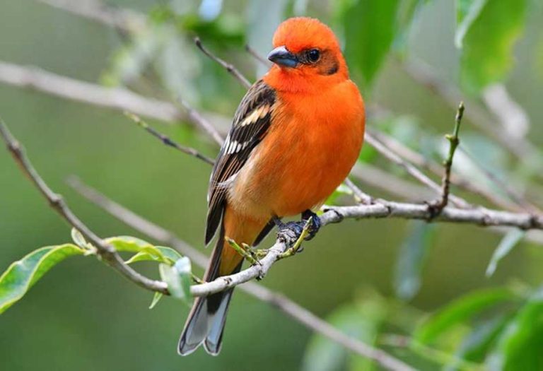 The Orange Bird: A Beloved Icon of Disney History