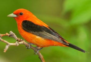  Orange Bird