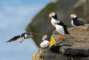 Puffin