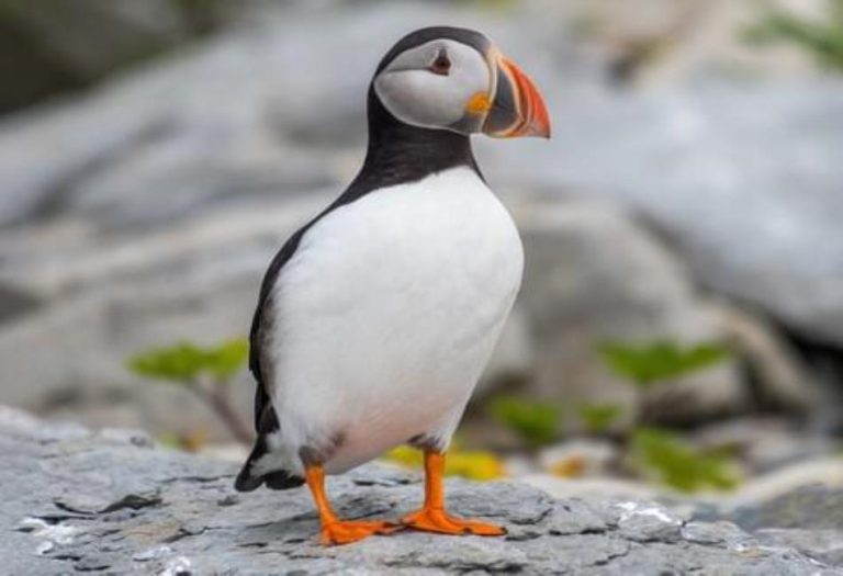 The Puffin: A Fascinating Icon of Coastal Wildlife