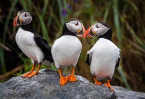 Puffin