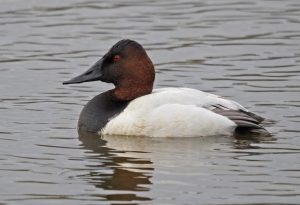 Ruddy Duck