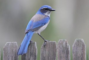 Scrub Jay