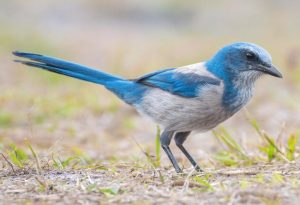 Scrub Jay