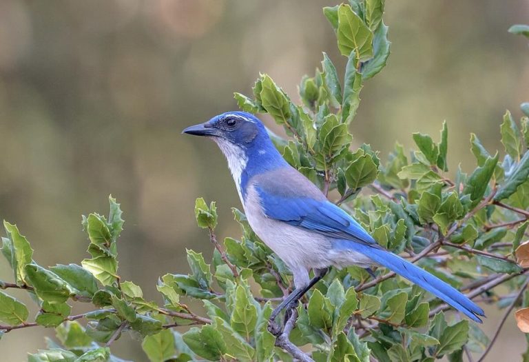 The Scrub Jay: A Remarkable Bird of Intelligence and Charm