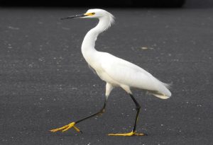 Snowy Egret