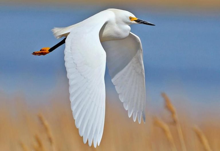 The Snowy Egret: A Stunning Symbol of Grace and Beauty