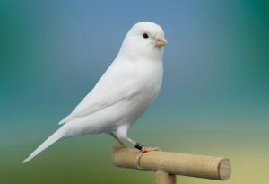 White Birds