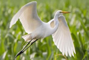 White Birds