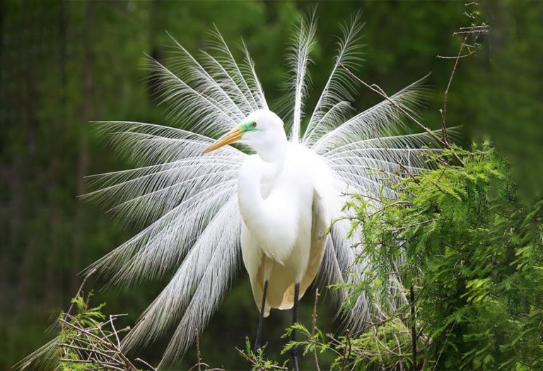 White Birds: Nature’s Graceful and Serene Beauties