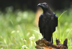 Raven Symbolism