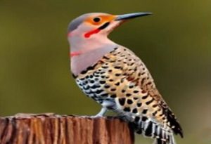 Alabama State Bird