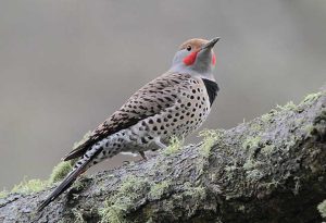 Alabama State Bird