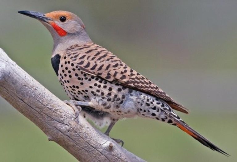 The Alabama State Bird: The Northern Flicker