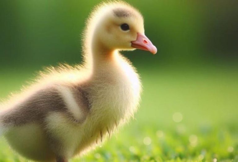 Baby Geese: Understanding Goslings and Their Journey to Adulthood