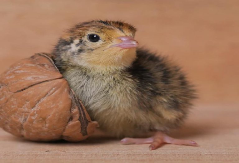 Baby Quail: A Comprehensive Guide to These Adorable Hatchlings