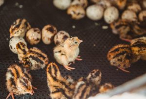 Baby Quail