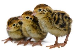 Baby Quail