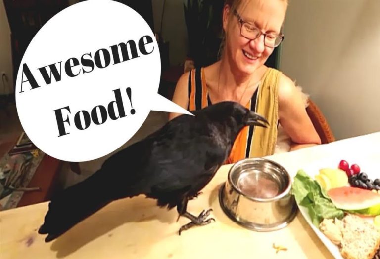 Can Crows Talk? Understanding the Intelligence and Vocal Abilities of Crows