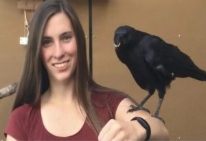 Crows Talk