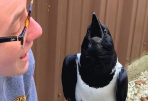 Crows Talk