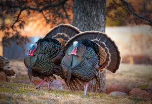 Turkeys Fly