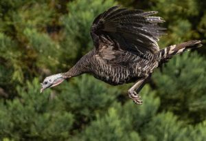 Turkeys Fly