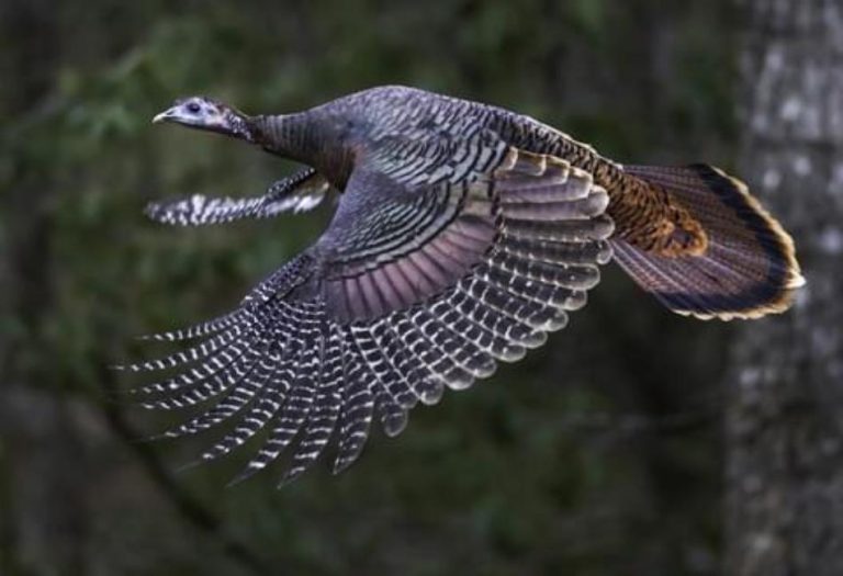 Can Turkeys Fly? Exploring the Flight Capabilities of These Iconic Birds