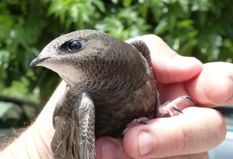 Chimney Swift: The Aerodynamic Marvel of the Skies