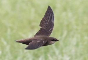Chimney Swift