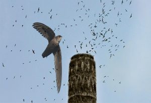 Chimney Swift