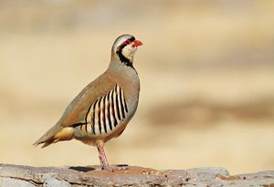 Chukar