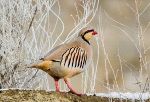 Chukar