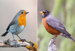 European Robin