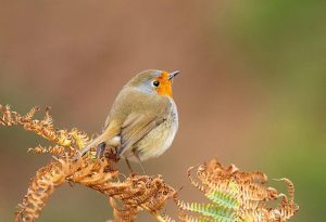 European Robin