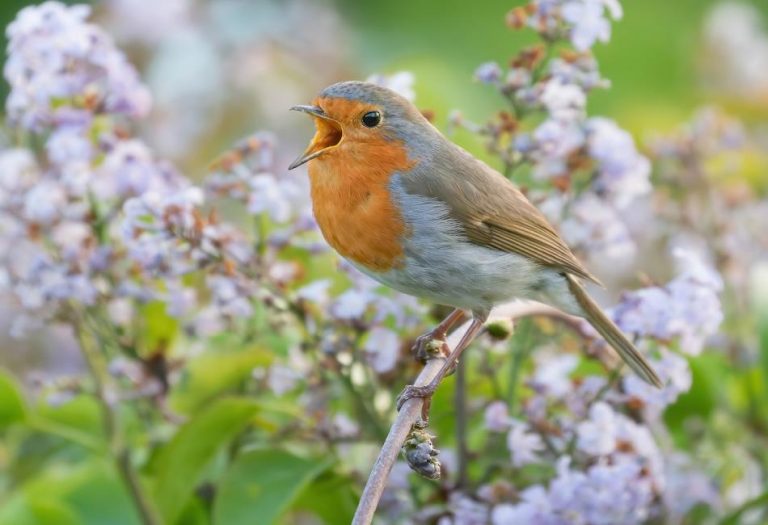 The European Robin: A Beloved Icon of Nature and Culture