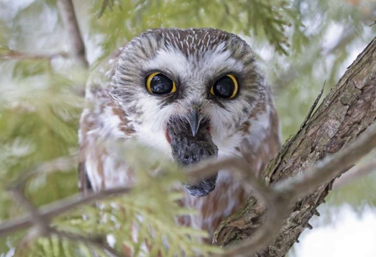 Owl Pellets: Nature’s Fascinating Puzzle Pieces