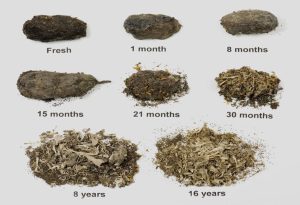 Owl Pellets