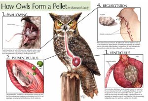 Owl Pellets