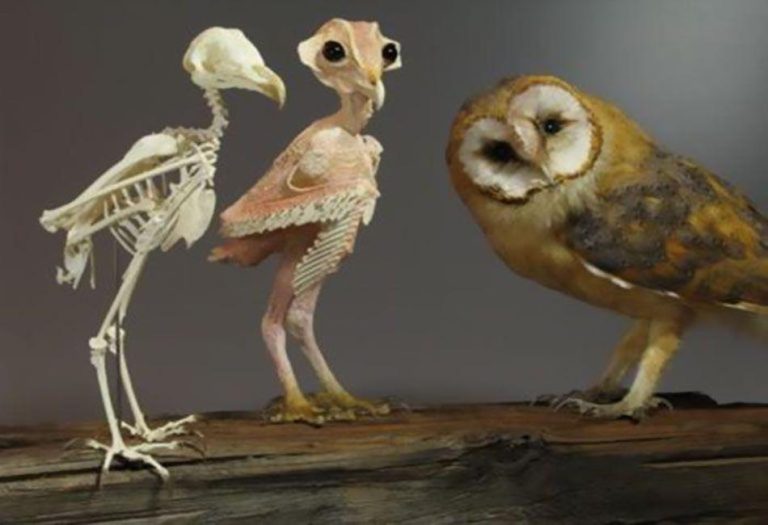 Owls Without Feathers: Exploring the Unique Anatomy and Challenges of Naked Owls