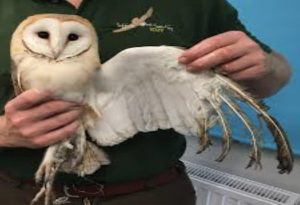 Owls Without Feathers