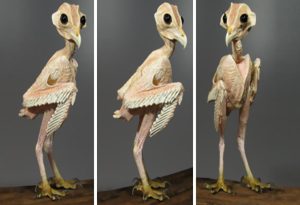 Owls Without Feathers