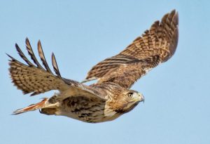 Red Hawk