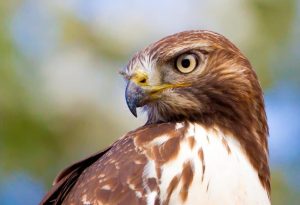 Red Hawk