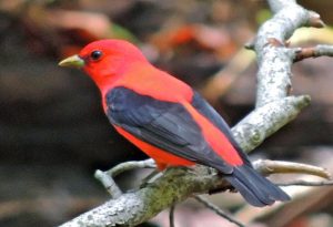 Scarlet Tanager