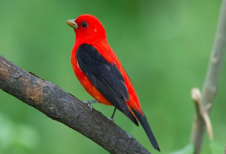 The Scarlet Tanager: A Vibrant Songbird of North America