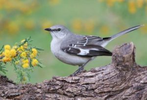  Texas State Bird