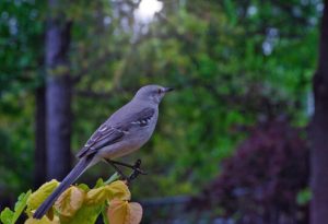  Texas State Bird