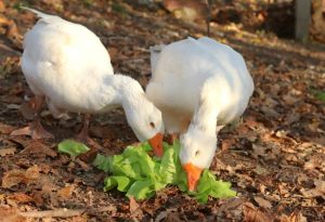 Geese Eat