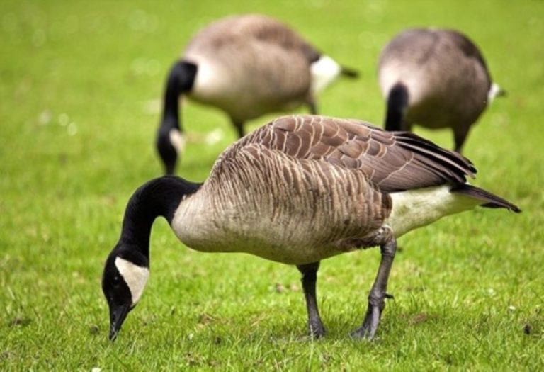 What Do Geese Eat? A Comprehensive Guide